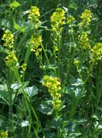 Barbarea vulgaris Vidauban 230407 (7)