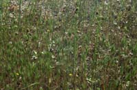 Ophrys incubacea & splendida Vidauban 230407 (29)