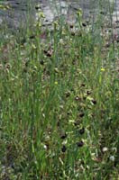 Ophrys incubacea Vidauban 230407 (23)