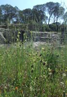 Ophrys incubacea Vidauban 230407 (27)