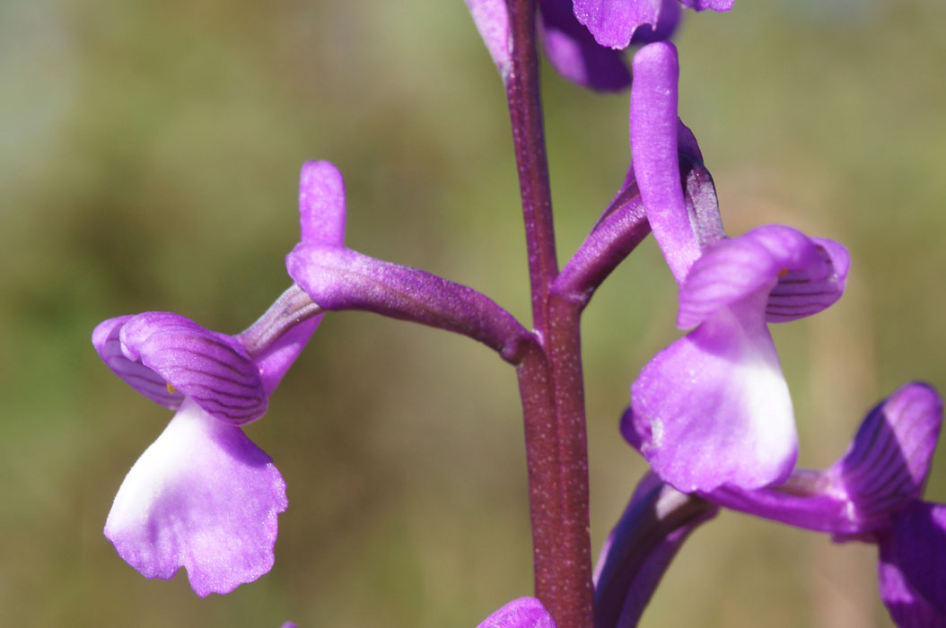 Anacamptis champagneuxi Vidauban 050410 (40)