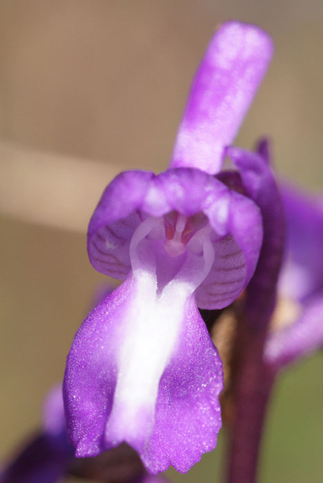 Anacamptis champagneuxi Vidauban 050410 (41)