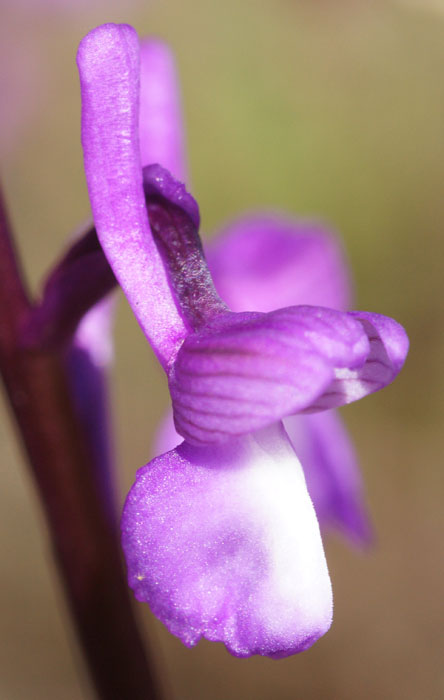 Anacamptis champagneuxi Vidauban 050410 (42)