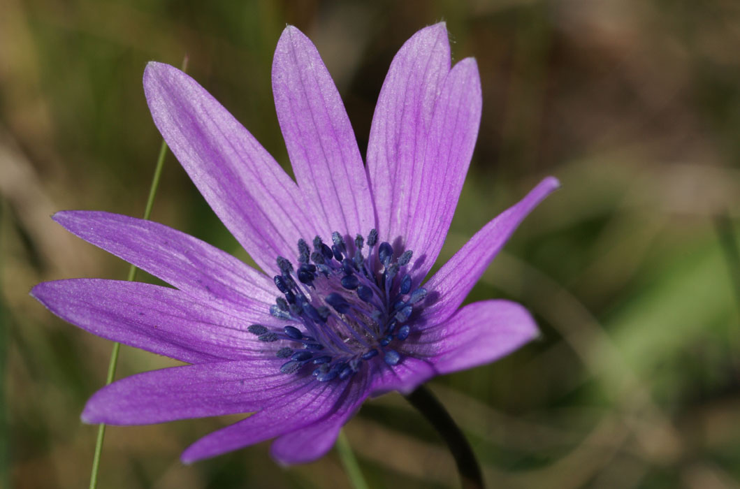 Anemone hortensis Vidauban 050410 (34)