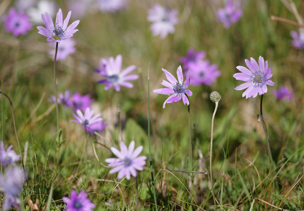 Anemone hortensis Vidauban 050410 (35)