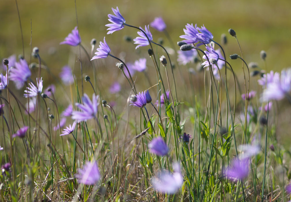 Anemone hortensis Vidauban 050410 (48)