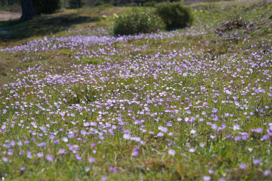 Anemone hortensis Vidauban 050410 (86)