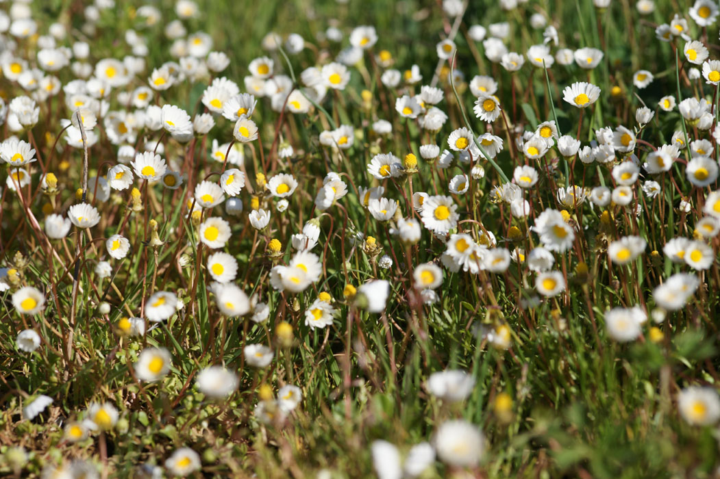 Bellis annua Vidauban 050410 (29)