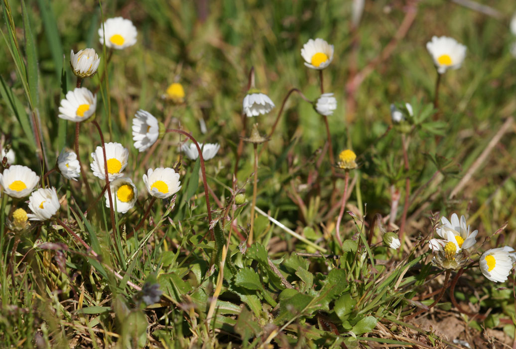 Bellis annua Vidauban 050410 (31)