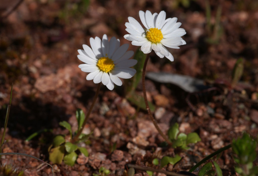 Bellis annua Vidauban 050410 (83)