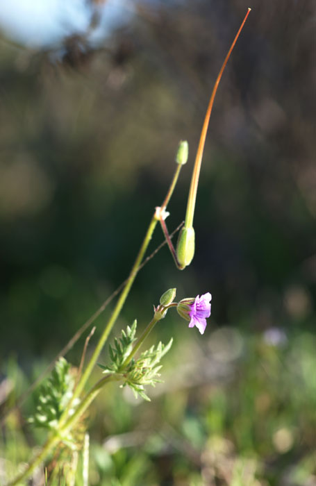 Erodium ciconium Vidauban 050410 (19)