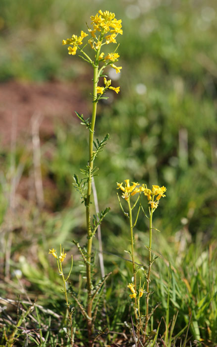 Rorripa sylvestris Vidauban 050410 (25)