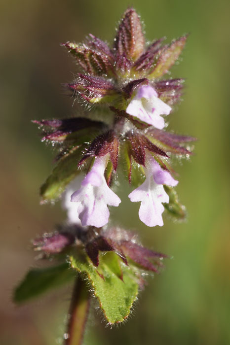 Stachys arvensis Vidauban 050410 (21)