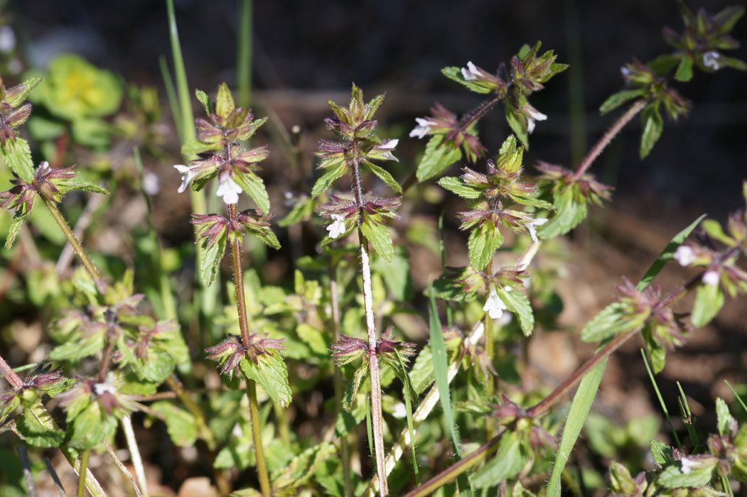 Stachys arvensis Vidauban 050410 (22)