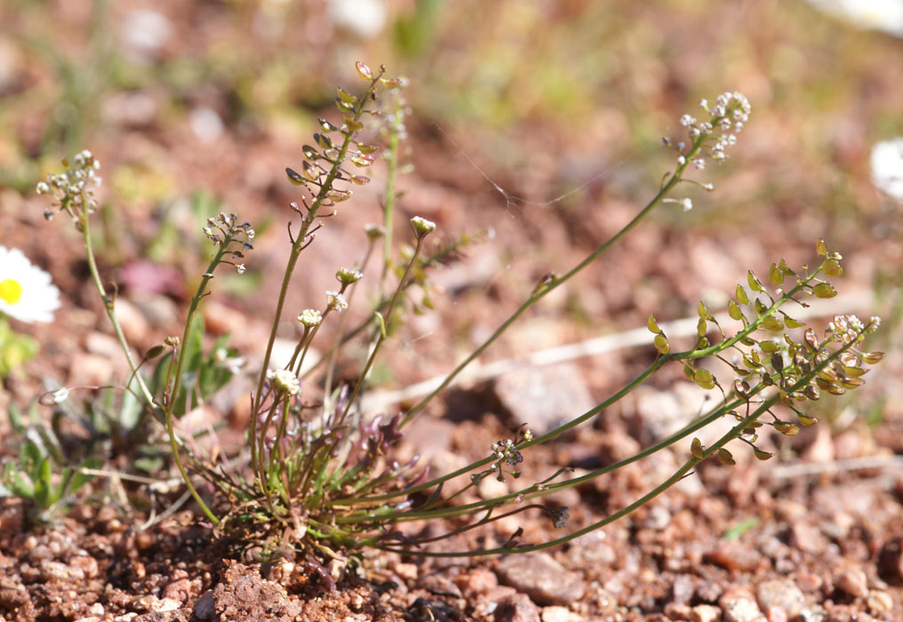 Teesdalia coronopifolia Vidauban 050410 (84)