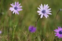 Anemone hortensis Vidauban 050410 (36)