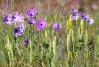 Anemone hortensis Vidauban 050410 (45)