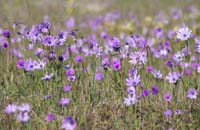 Anemone hortensis Vidauban 050410 (46)