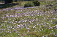 Anemone hortensis Vidauban 050410 (86)