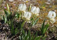 Iris lutescens Vidauban 050410 (68)