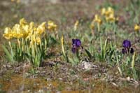 Iris lutescens Vidauban 050410 (72)