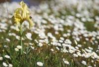 Iris lutescens Vidauban 050410 (74)