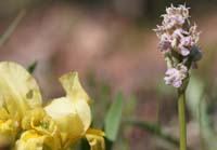 Neotinea lactea & Iris lutescens Vidauban 050410 (73)