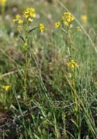 Rorripa sylvestris Vidauban 050410 (24)