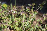 Stachys arvensis Vidauban 050410 (22)