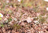 Teesdalia coronopifolia Vidauban 050410 (84)