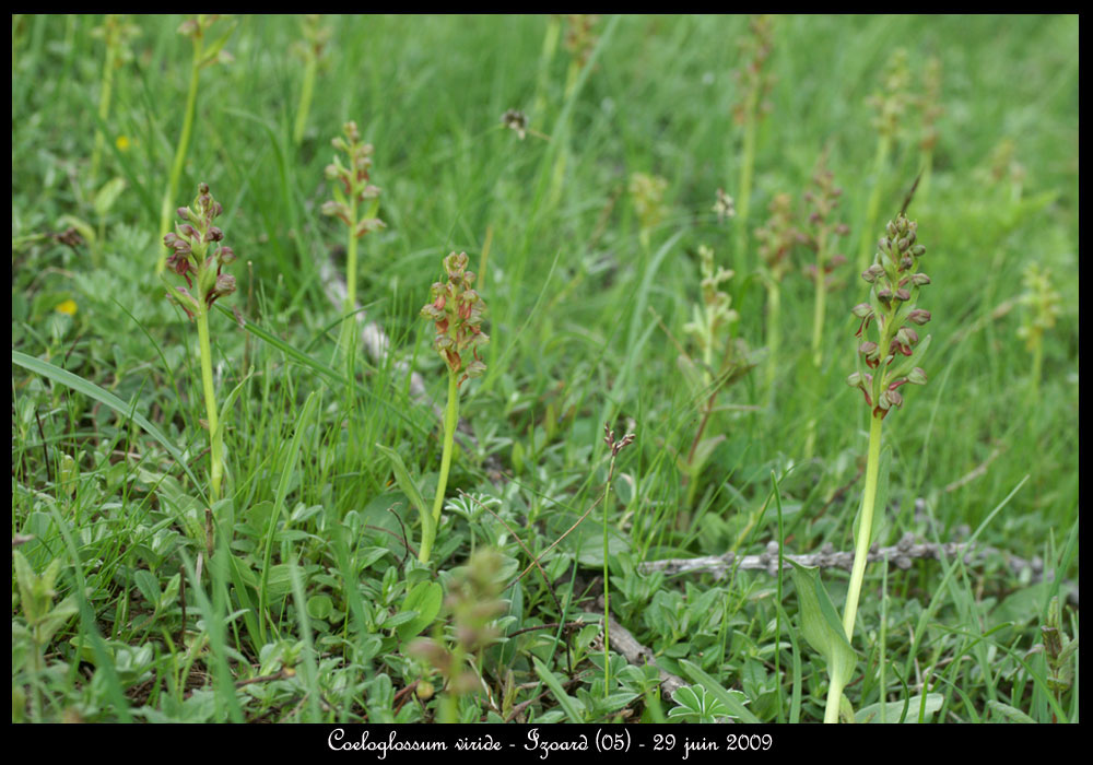 Coeloglossum-viride3