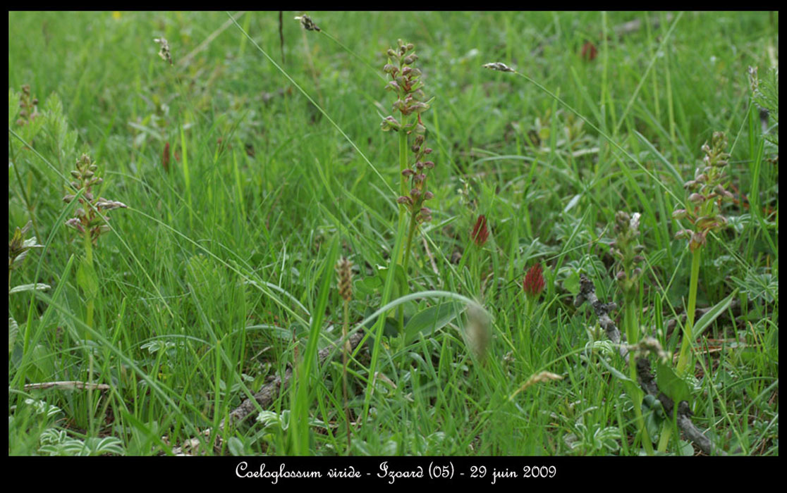 Coeloglossum-viride4