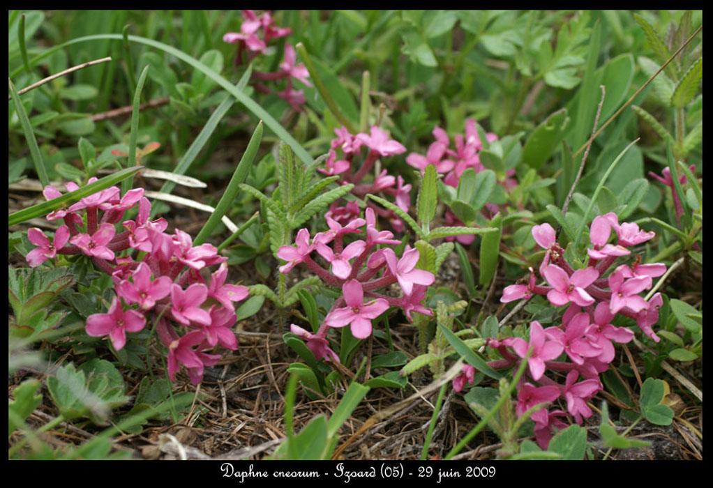 Daphne-cneorum2