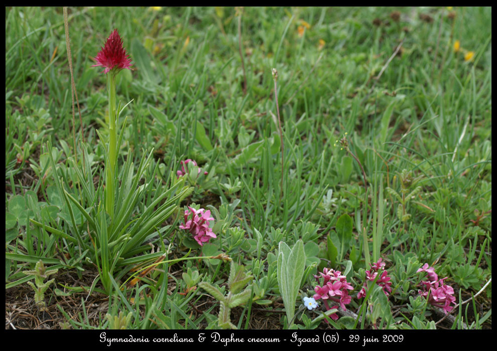 Gymnadenia-corneliana-&-Dap