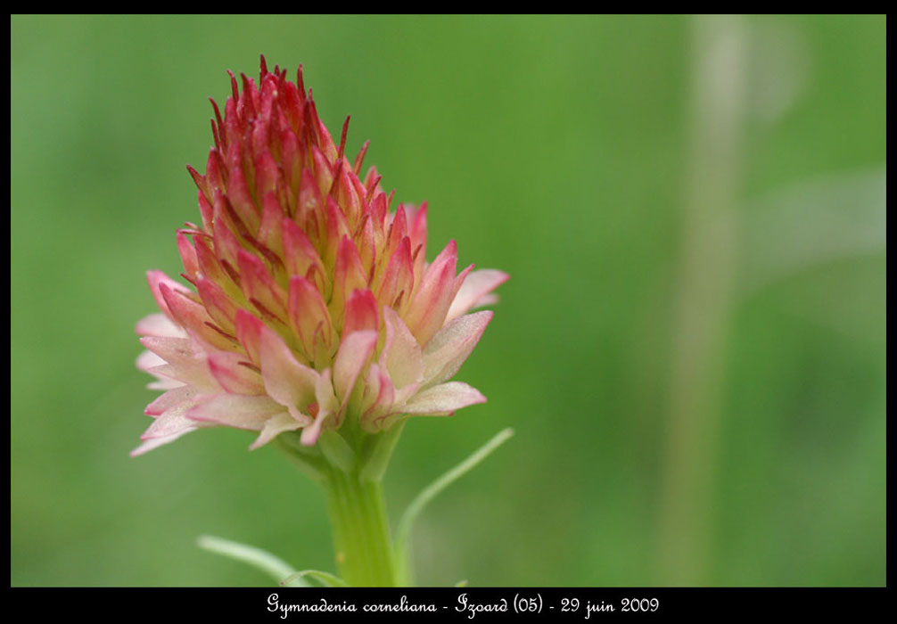 Gymnadenia-corneliana