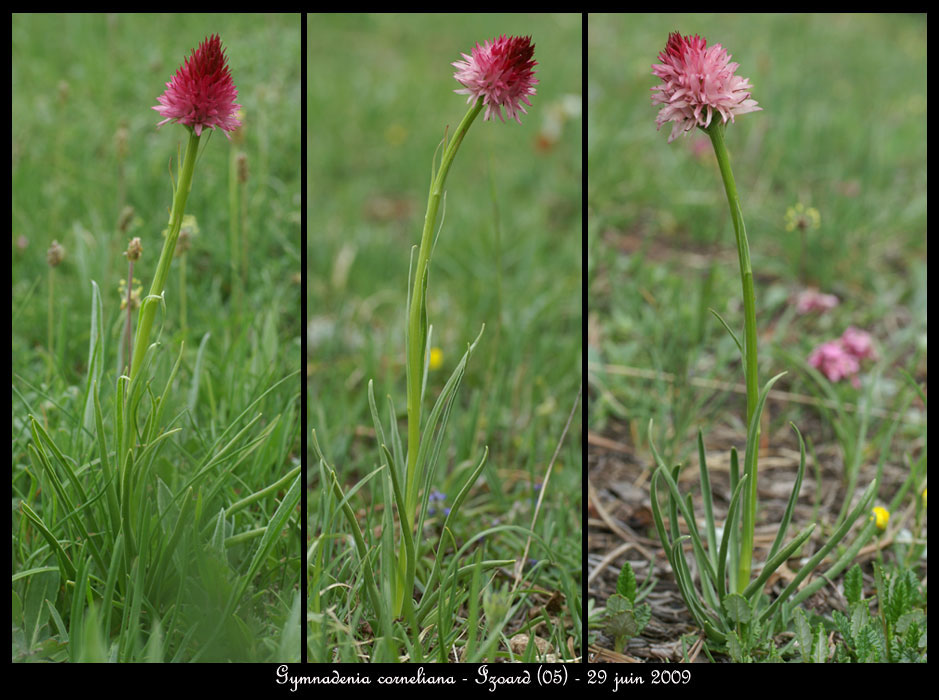 Gymnadenia-corneliana9