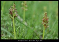 Coeloglossum-viride