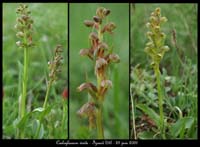 Coeloglossum-viride7