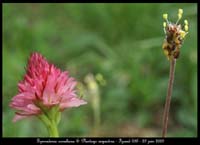 Gymnadenia-corneliana-&-Pla