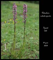 Pedicularis-rostrato-spicat