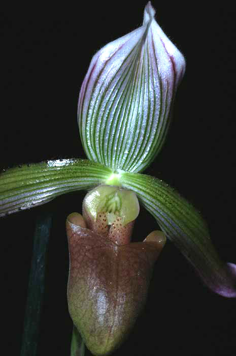 paphiopedilum barbatum