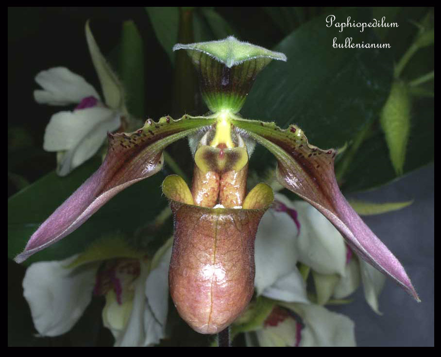 Paphiopedilum bullenianum