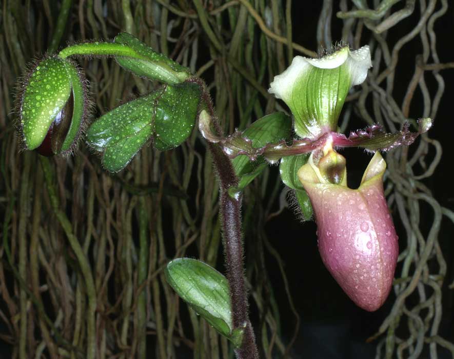 http://www.orchid-nord.com/p_page/Paphiopedilum_victoria-mariae/Paphio-victoria-mariae.jpg