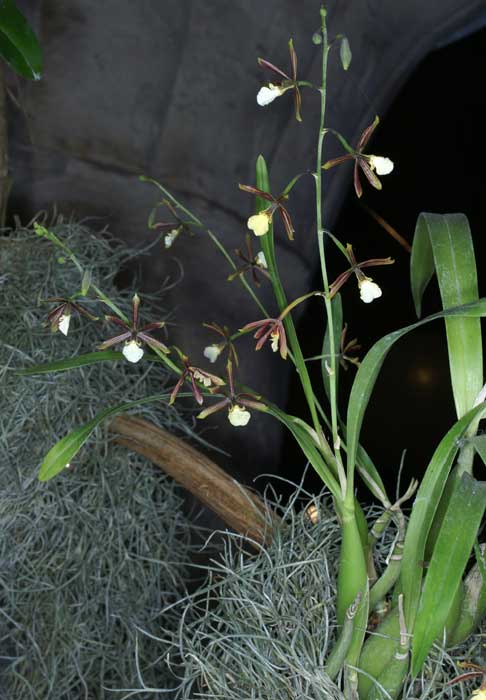 http://www.orchid-nord.com/p_page/Prosthechea_linkiana/Encyclia-linkiana.jpg