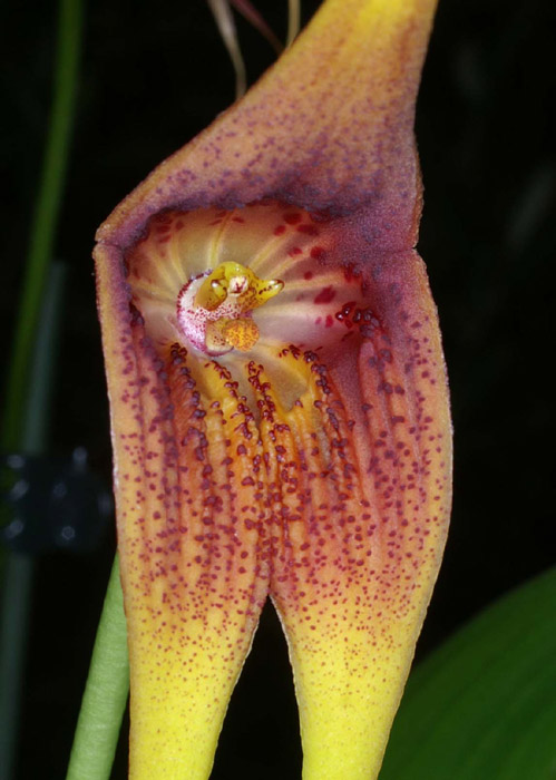 Masdevallia macrura Merlimont 250308 (1)