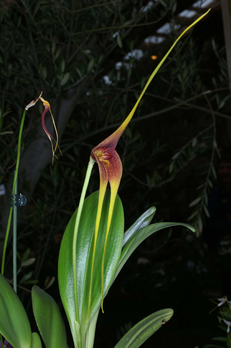 Masdevallia macrura Merlimont 250308