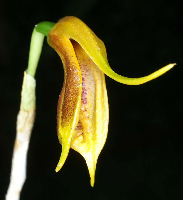 Masdevallia pastinata Merlimont 250308 (8)