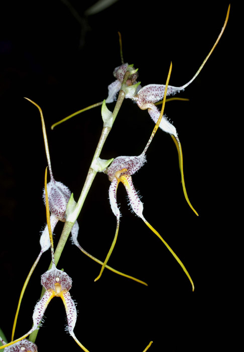 Masdevallia stathulufolia Merlimont 250308 (3)