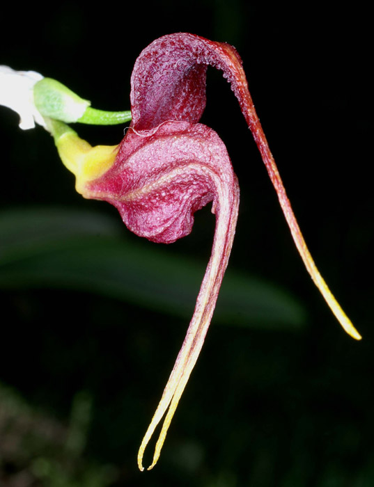 Masdevallia whiteana Merlimont 250308 (4)