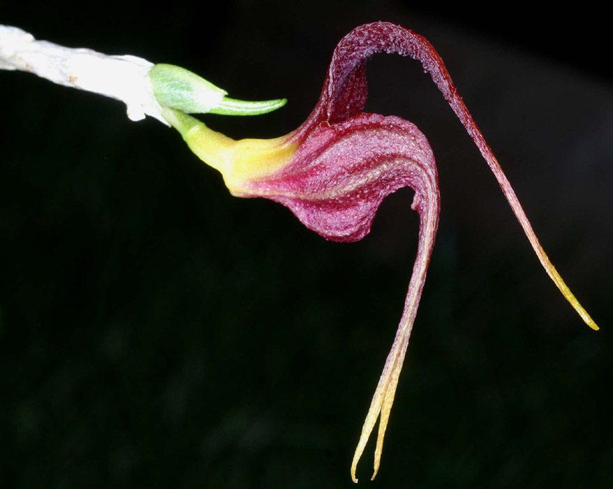 Masdevallia whiteana Merlimont 250308 (5)